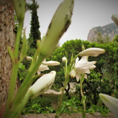 27-05-17 LILIUM CANDIDUM L. (LLIRI BLANC),JARDÍ DEL MONESTIR,SOTA OBSERVATORI (6)